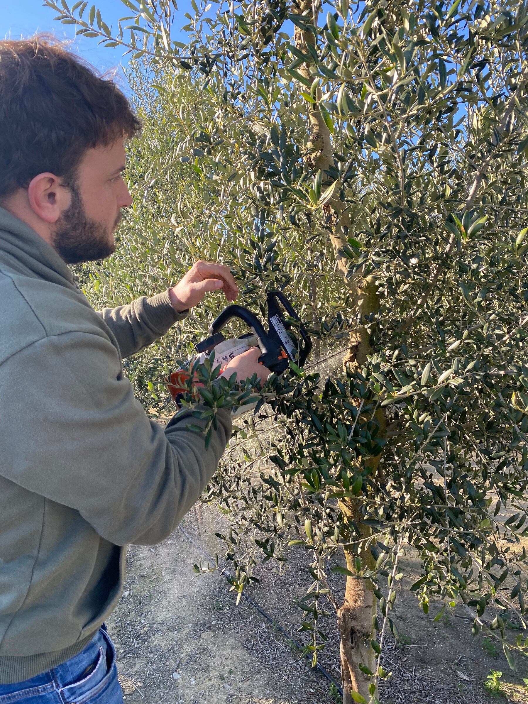 Pagès tallant una olivera