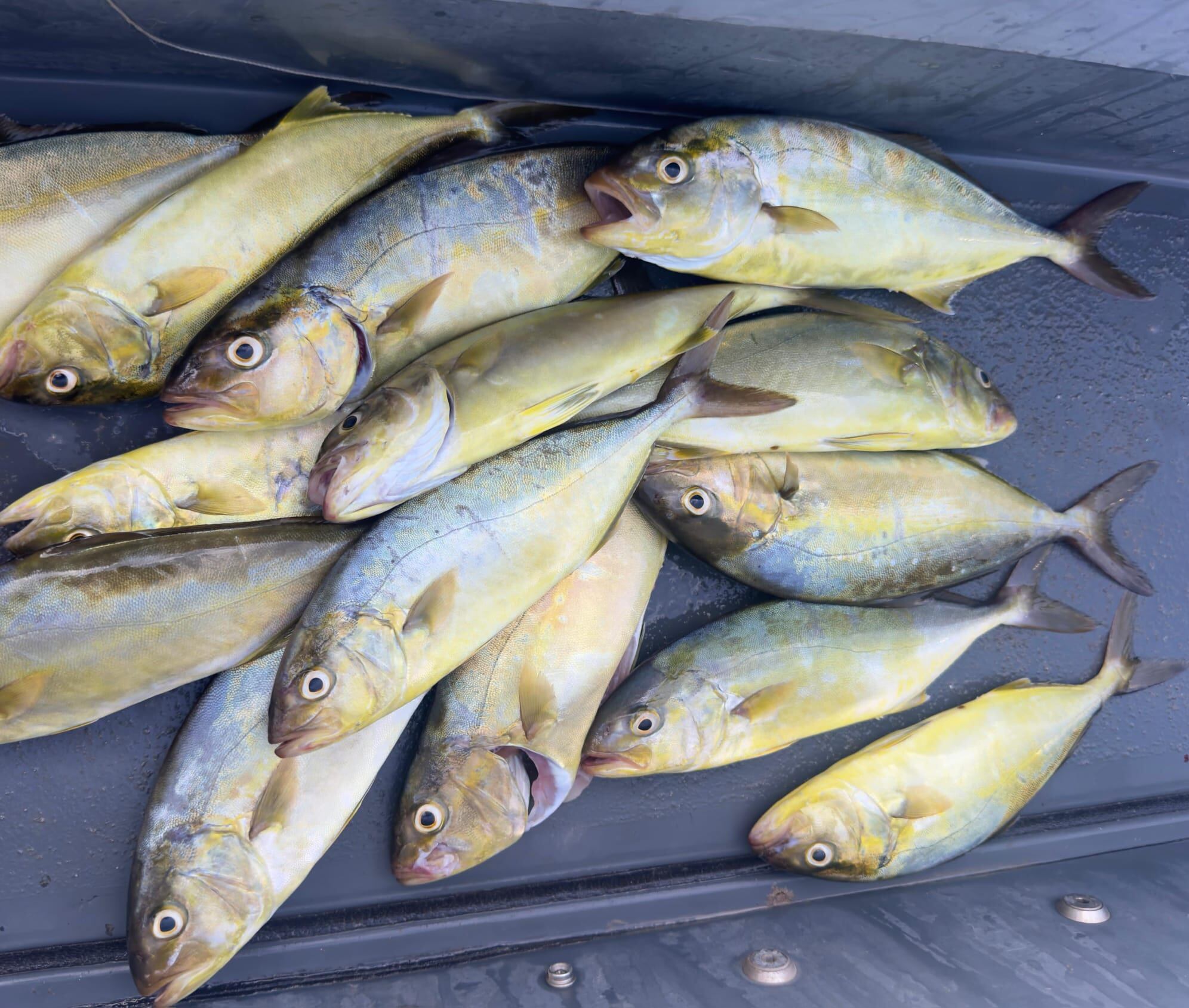 Imagen del pescado decomisado