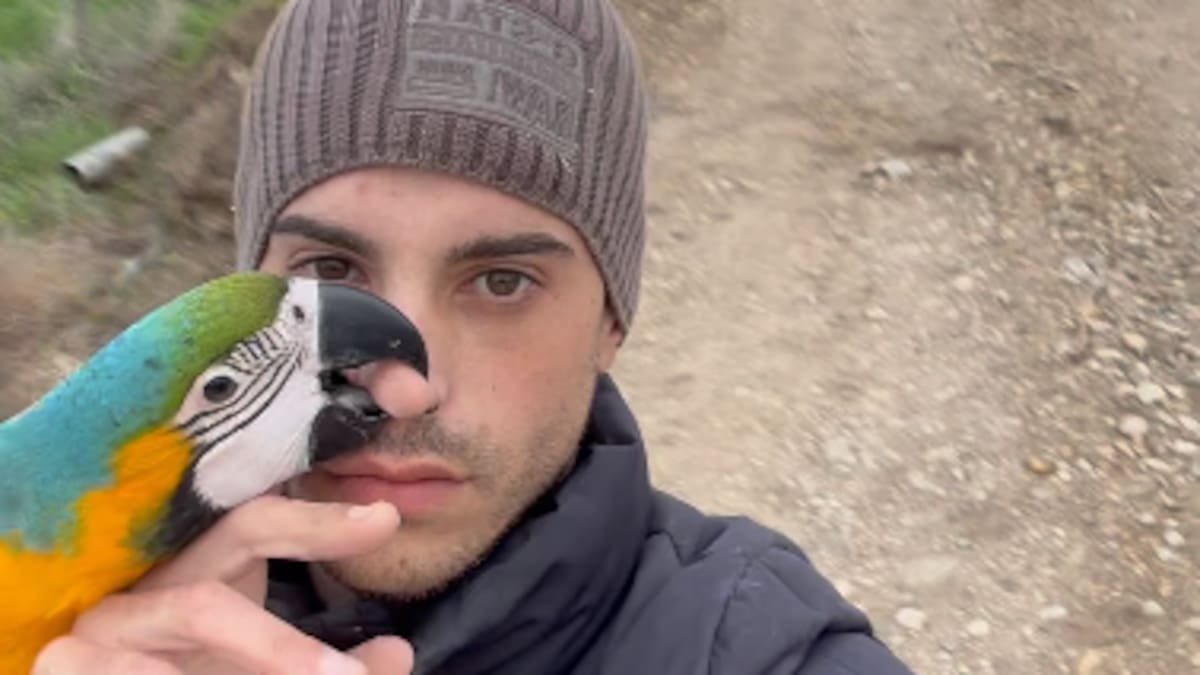 El robo a de cuatro guacamayos a @elchicodelasaves