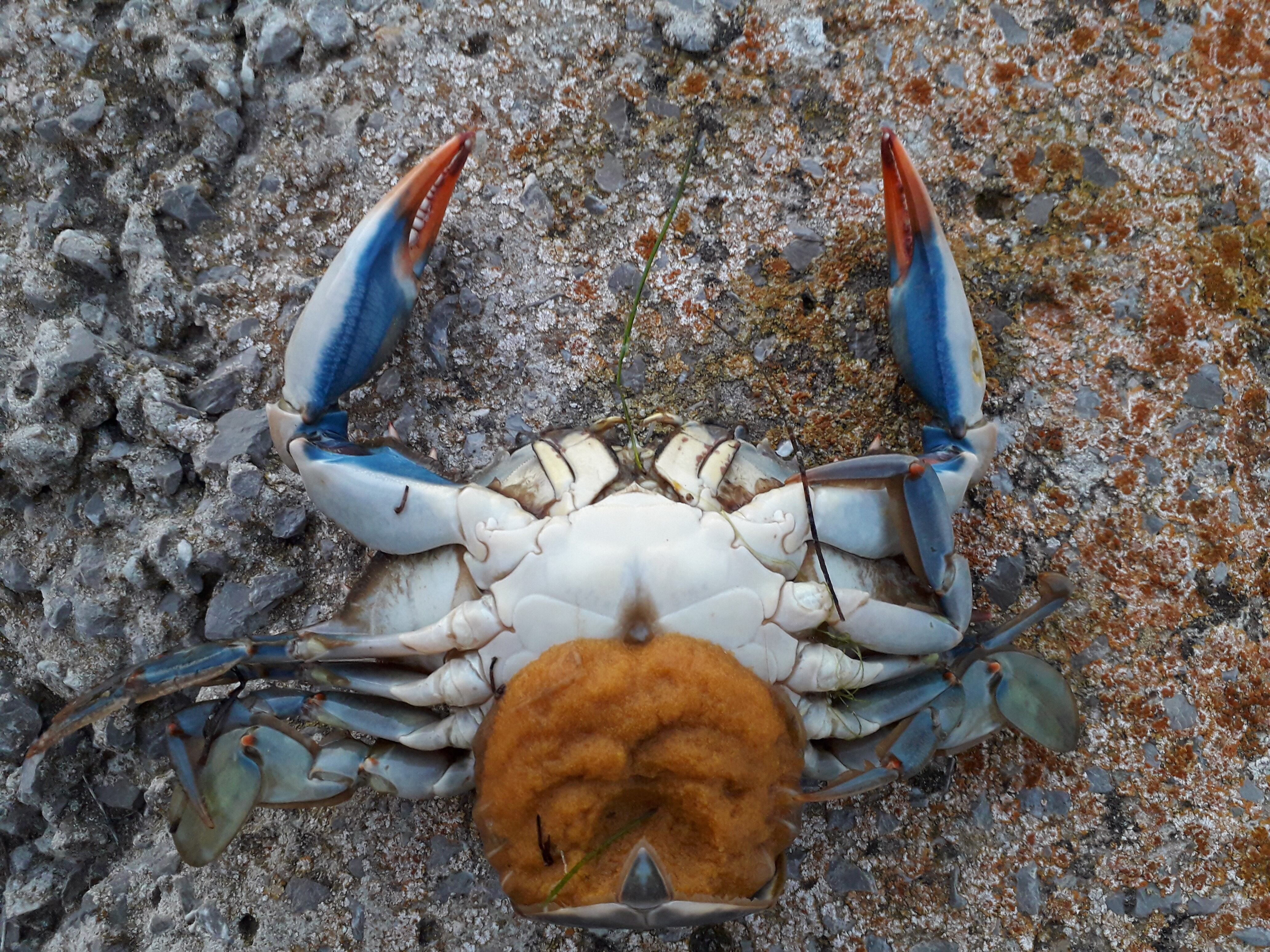 Imagen de un cangrejo azul