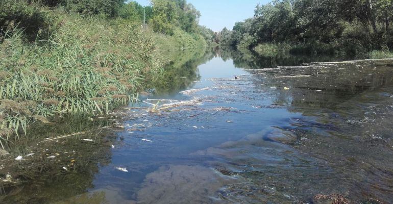 El río Henares a su paso por Nueva Alcalá