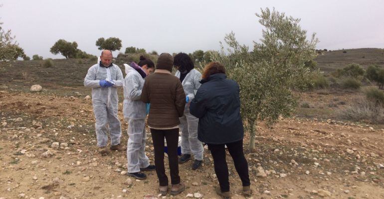 Investigadores trabajan en el análisis de una planta de olivo.