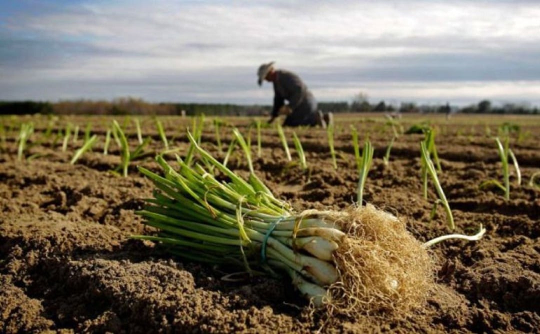 El presidente de ASAJA, Joan Simonet, pide una mayor promoción del producto de Balears.