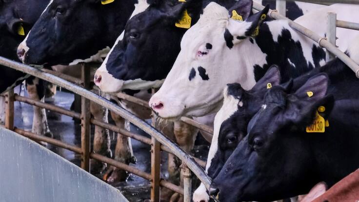 Macrogranjas: la falsa solución a la España vaciada