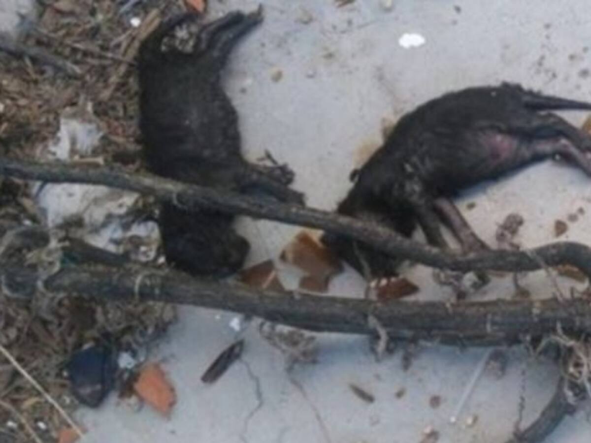 Se busca a los autores de la muerte "a botellazos" de tres cachorros en Puertollano