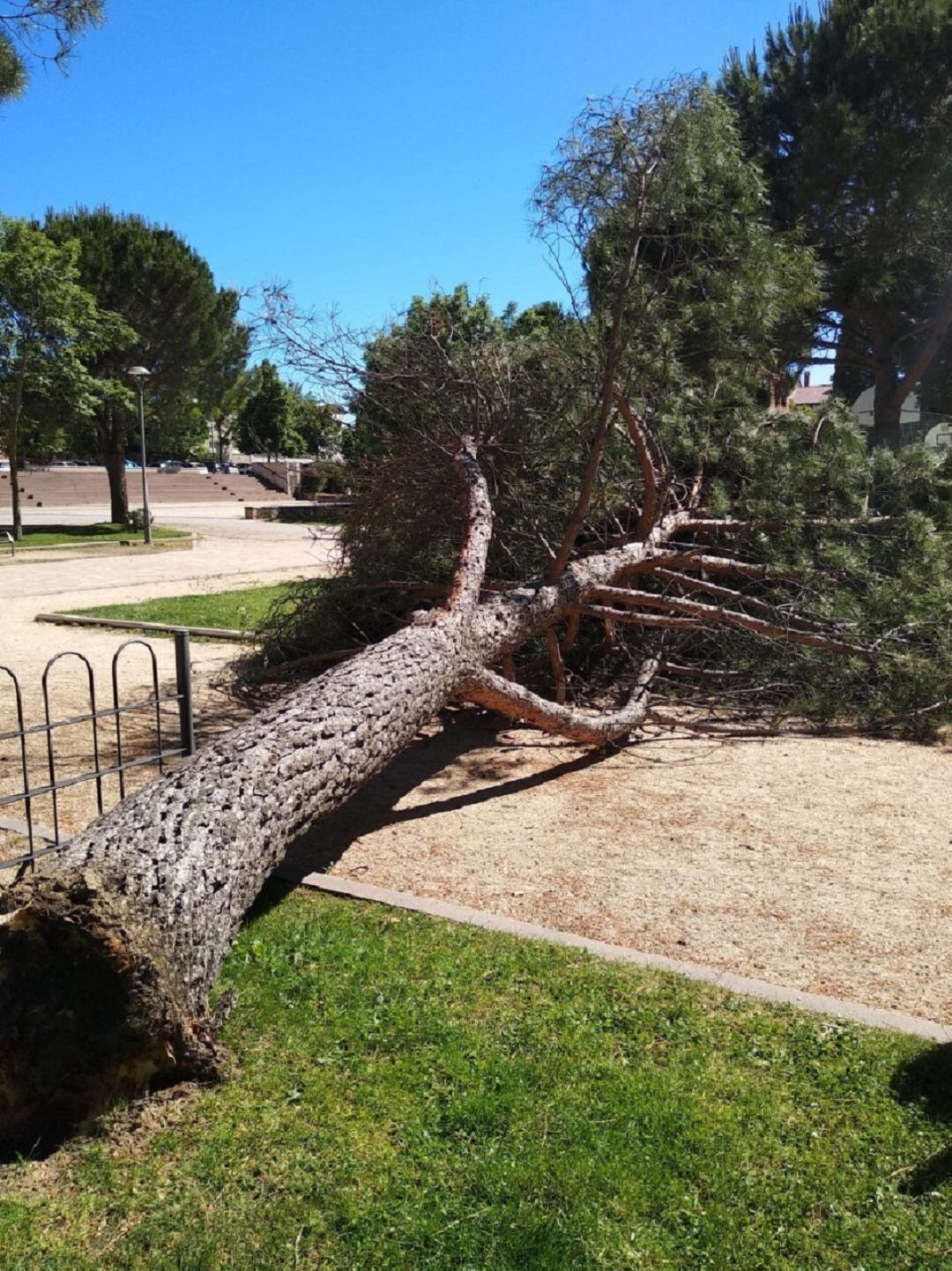 Cae un pino de grandes dimensiones en el parque del Peñascal