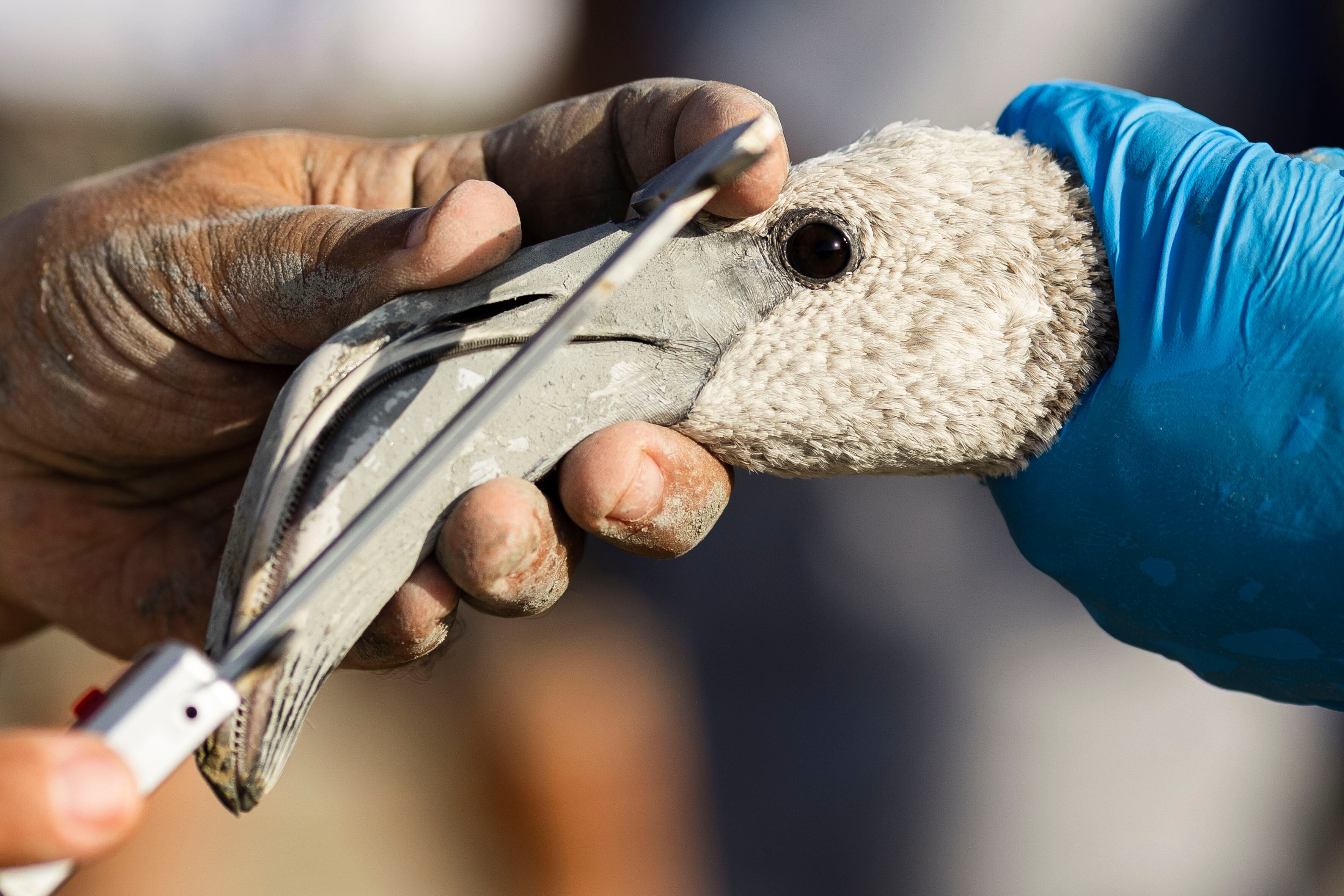 FUENTE DE PIEDRA (MÁLAGA), 09/08/2025.- Jornada de anillamiento de pollos de flamencos en la laguna Fuente de Piedra (Málaga), este sábado. EFE/Jorge Zapata
