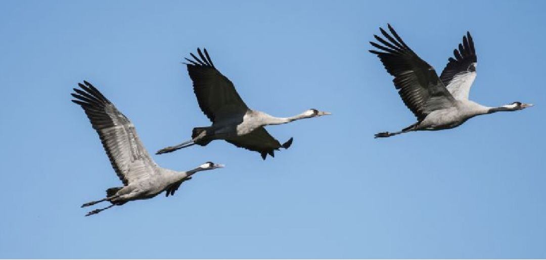 Migración de las Grullas en la Laguna de Gallocanta