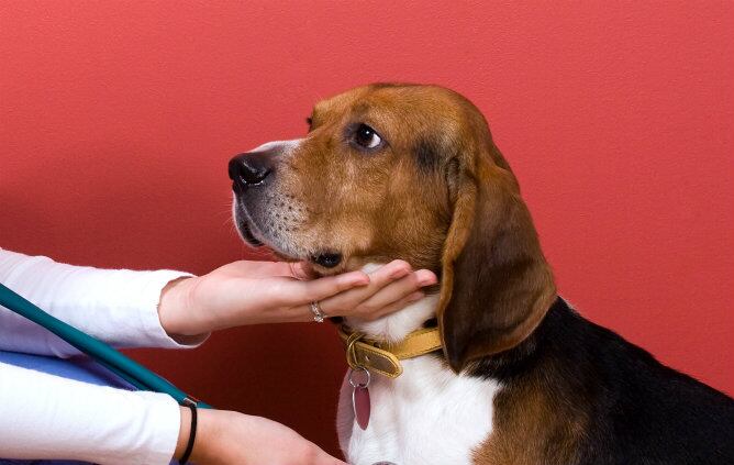 El olfato de los perros puede ayudar a los médicos a diagnosticar enfermedades bacterianas