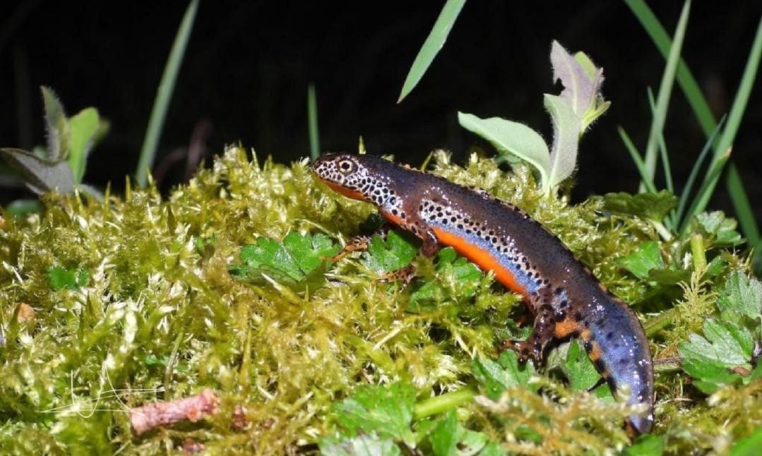 Tritón alpino, una especie vulnerable con una característica tripa naranja