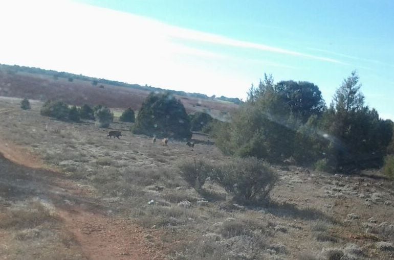 A plena luz del día se puede ver en mitad de los campos a muchos jabalíes &quot;con una tranquilidad pasmosa&quot;