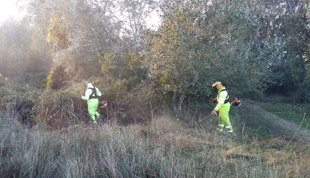 Trabajos de clareo en las riberas del Ebro