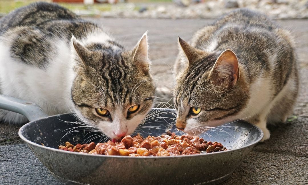 Imagen de archivo de dos gatos comiendo en la calle 