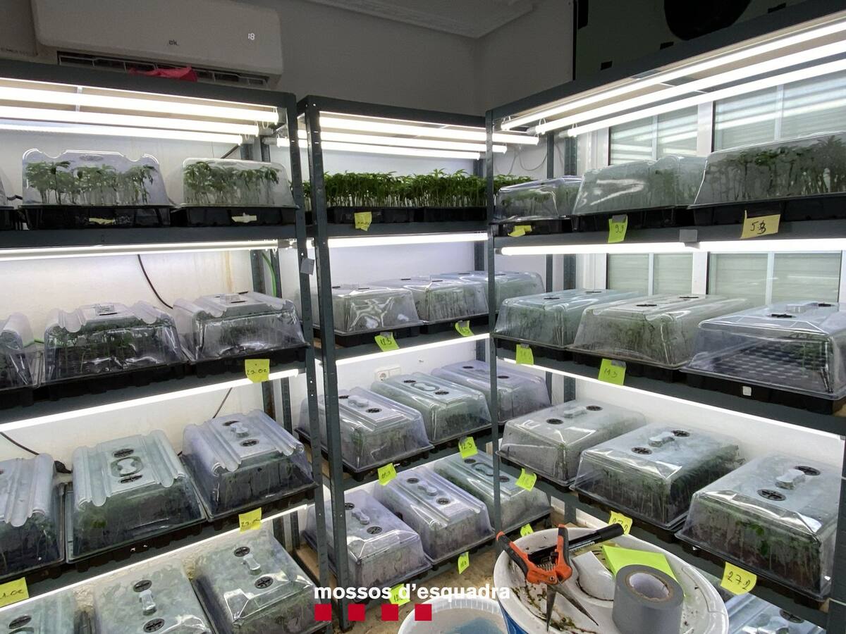 Desmantellat un grup criminal que cultivava marihuana per tot Catalunya