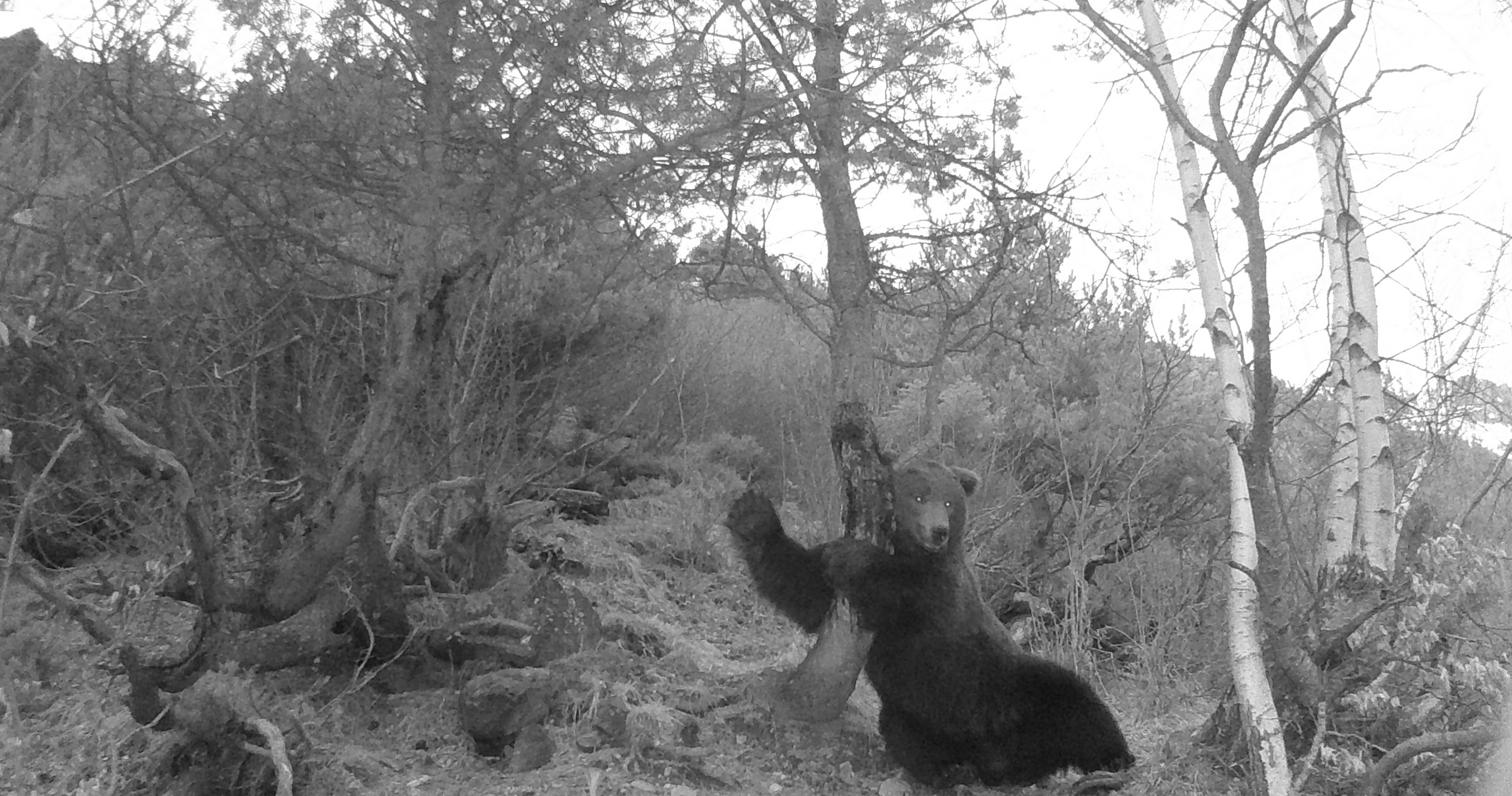 Imatge de l'os Nere. Foto: Conselh Generau d'Aran.