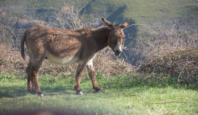 Los &#039;falsos amigos&#039; de la traducción nos llevan a confundir un &#039;burro&#039; italiano con un &#039;burro&#039; español