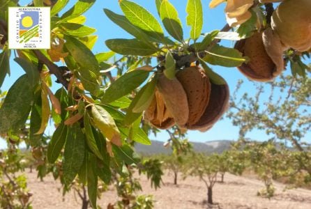 Almendras ecológicas antes de ser cosechadas