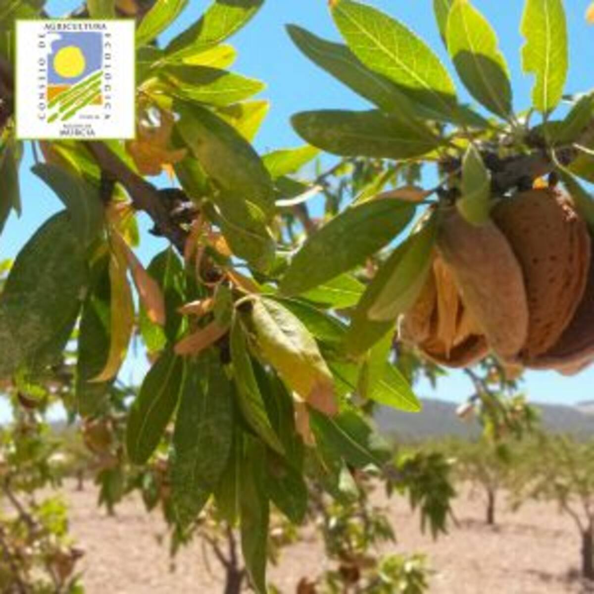 Agricultura paga 2,14 millones a 1.674 productores por la sequía y la guerra en Ucrania