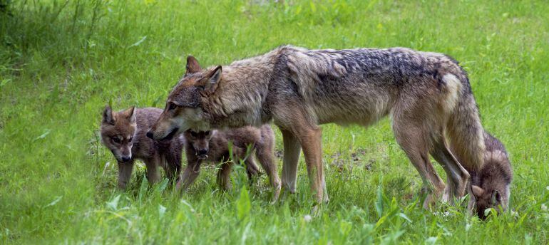 Los lobos han atacado a más de 100 animales en la provincia de Lugo