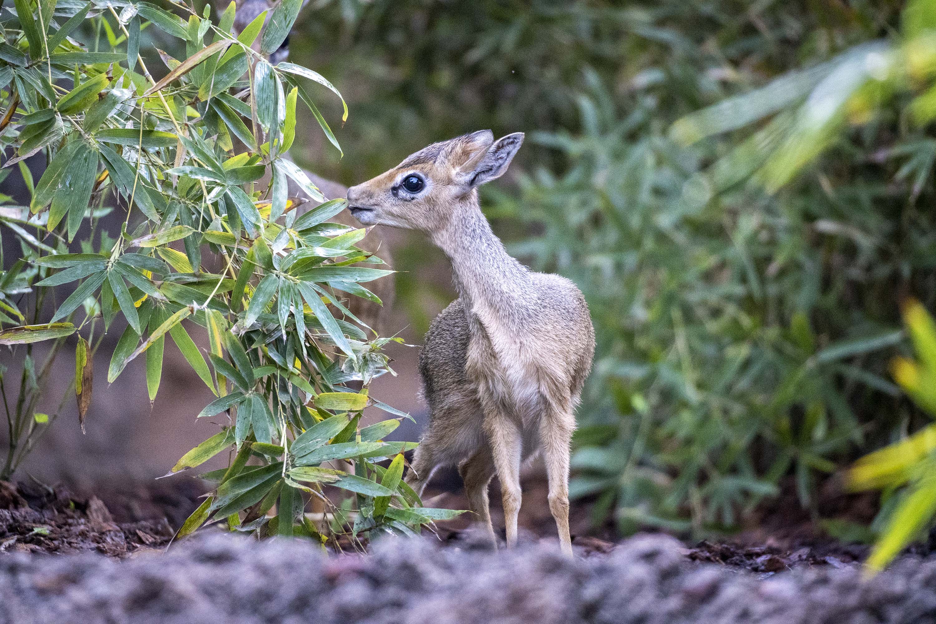 La cría del antílope más pequeño de África ya puede verse en BIOPARC València