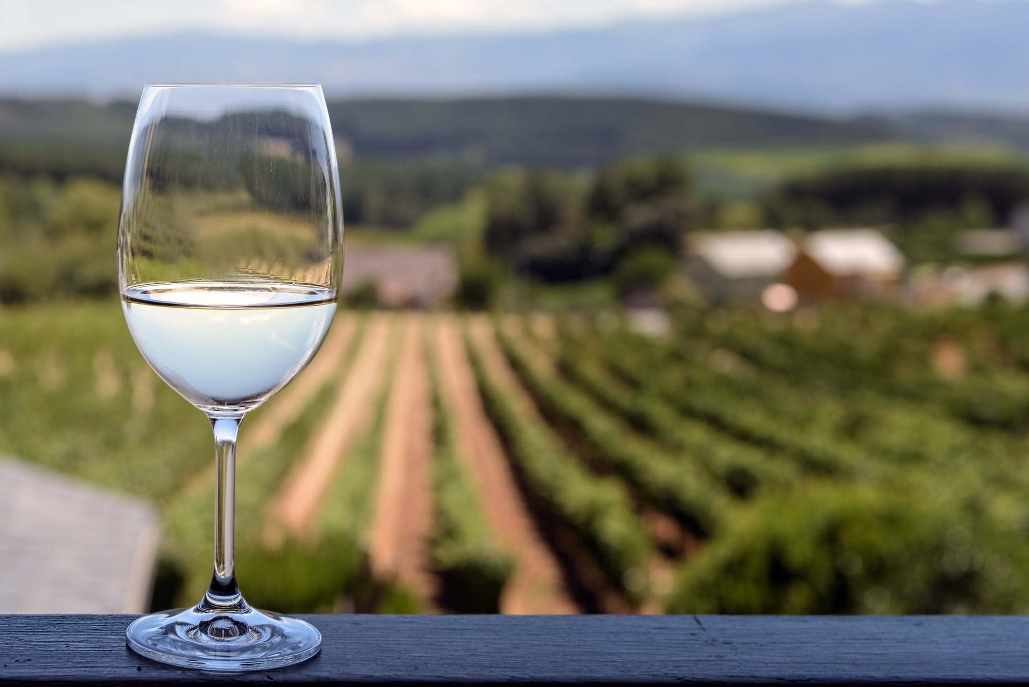 Copa de vino godello con un viñedo de fondo