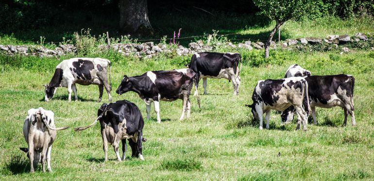 Vacas nunha explotación láctea