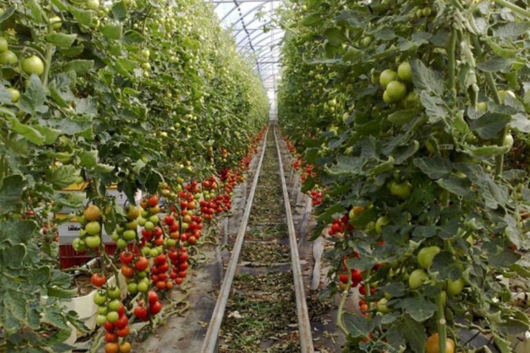 Plantación de tomates