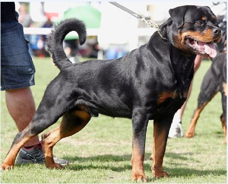 Un ejemplar de Rottweiler.