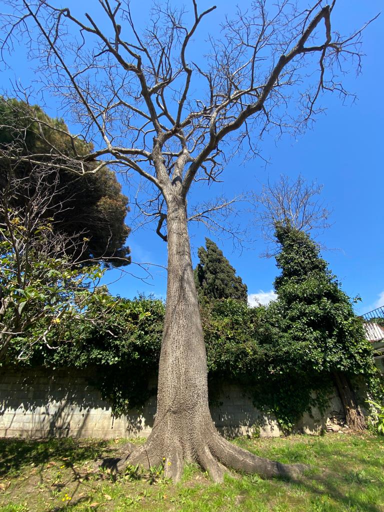 Ceiba del parque de Las Acacias.