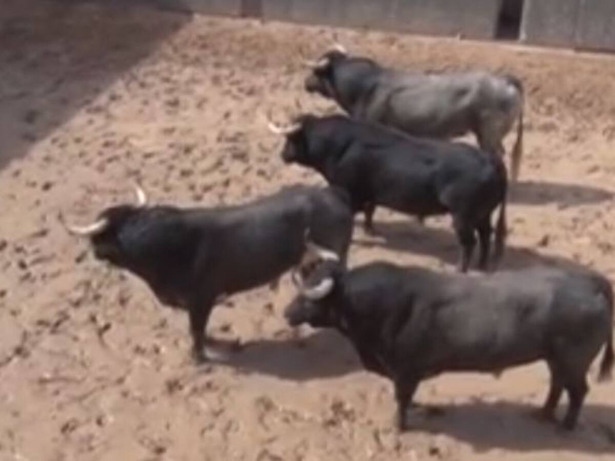 Vídeo del sorteo de la primera de abono