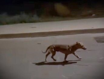 Un vecino de Guareña ha sido condenado a 20 meses de prisión por matar de un disparo a Campeón, un perro que, según los hechos probados, le molestaba por sus ladridos