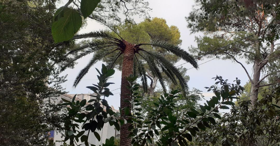 Palmera afectada por picudo rojo