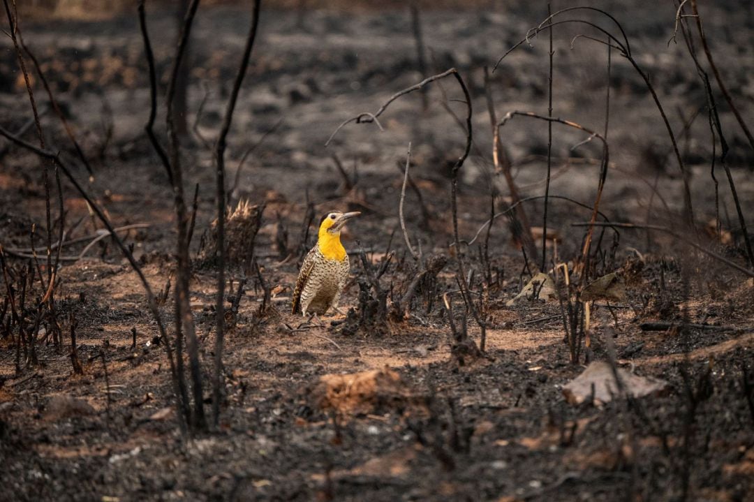 Un pájaro carpintero camina por el pasto quemado tras un incendio en el Parque Guasu  en Asunción (Paraguay). 