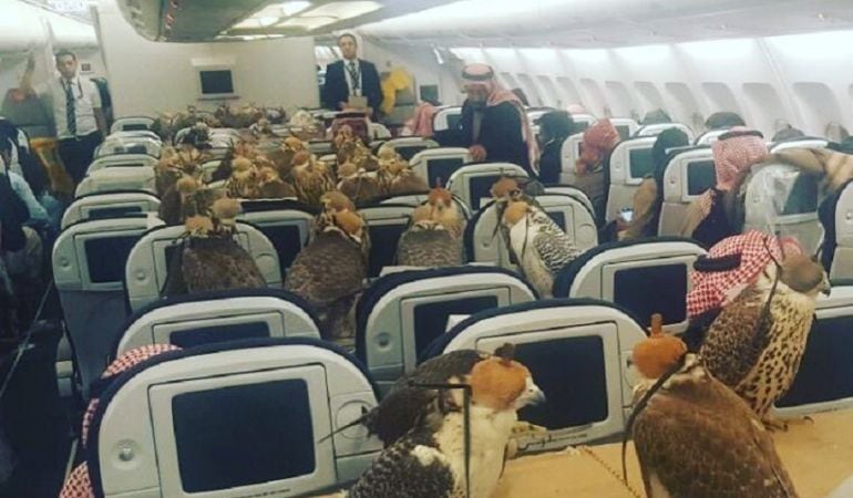 Un usuario de la red social Reddit capta la imagen de los halcones en el avión.