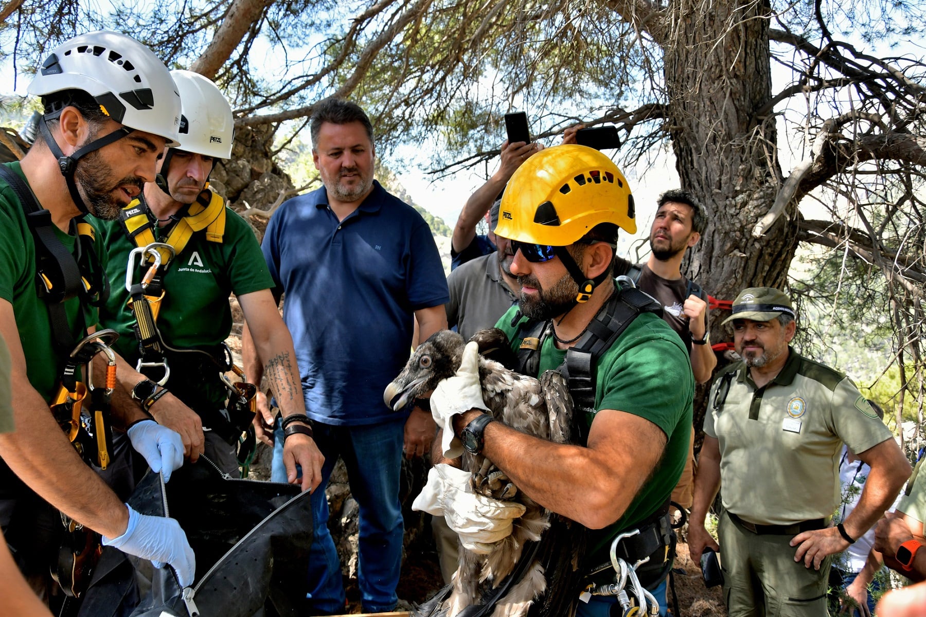 Aragón y Jaca, los nuevos ejemplares de quebrantahuesos liberados en la Sierra de Castril