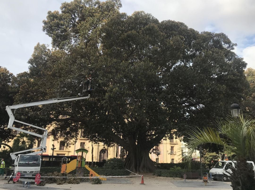 Ejemplar de un ficus en el Parterre