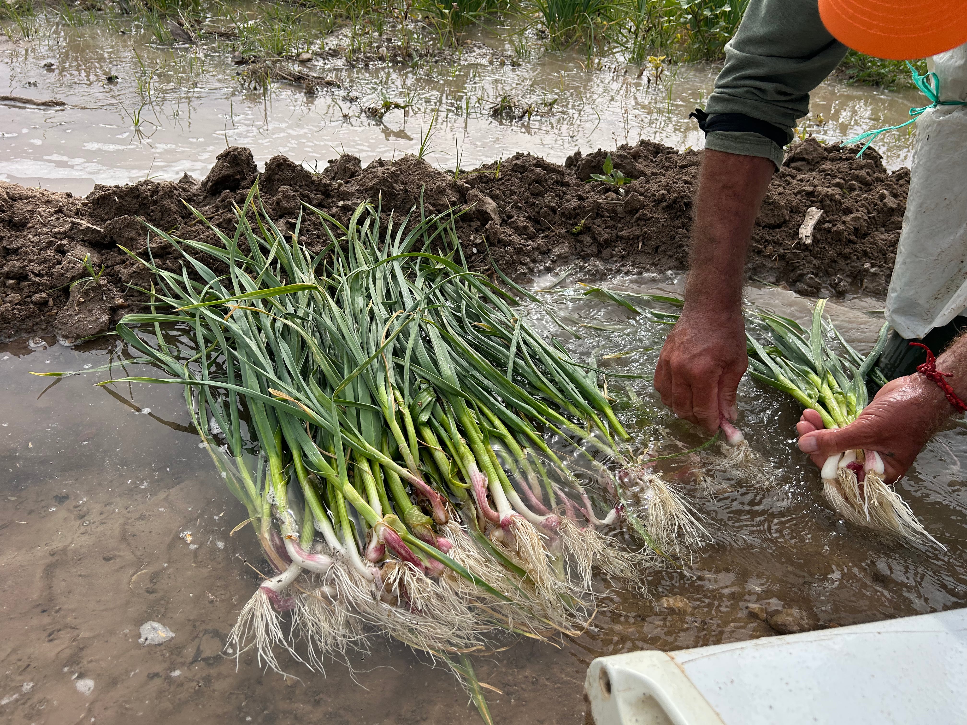 Pascual prepara los ajos tiernos. Fuente: Radio Xàtiva Cadena SER