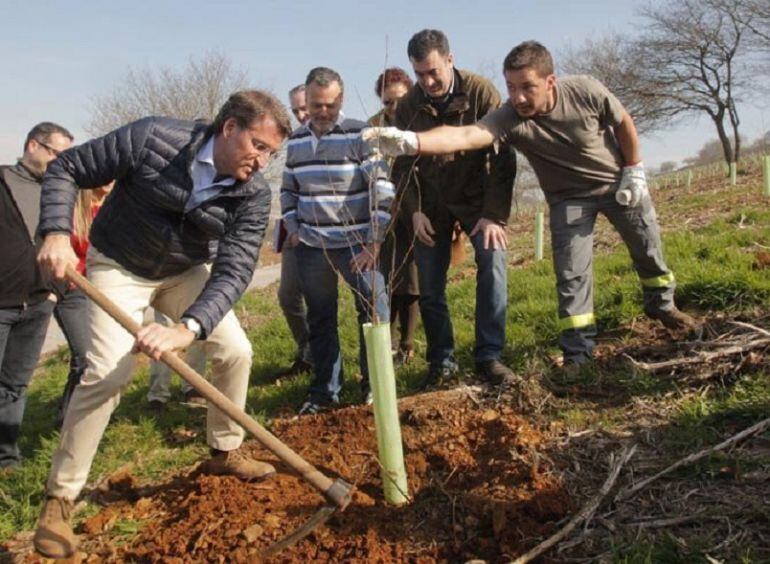 Alberto Núñez Feijoo planta un árbol en el bosque de Galicia en la Cidade da Cultura.