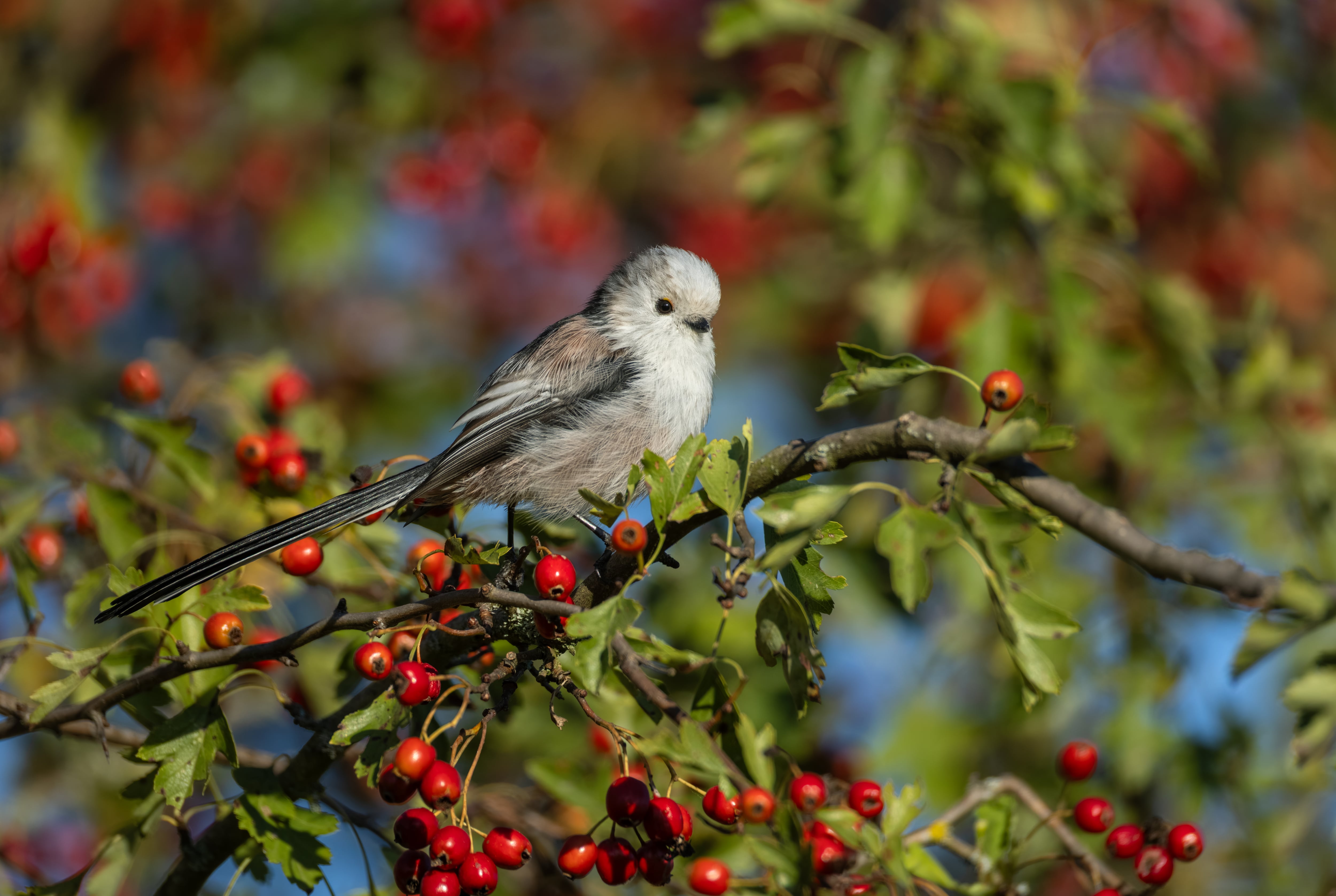 Mito posado en un majuelo