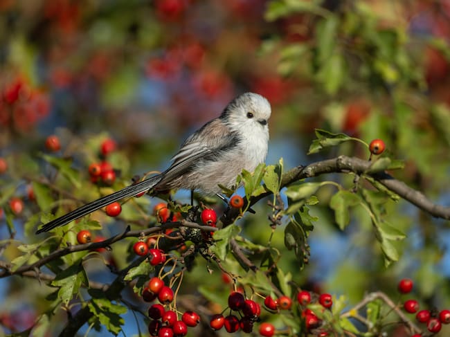 Mito posado en un majuelo