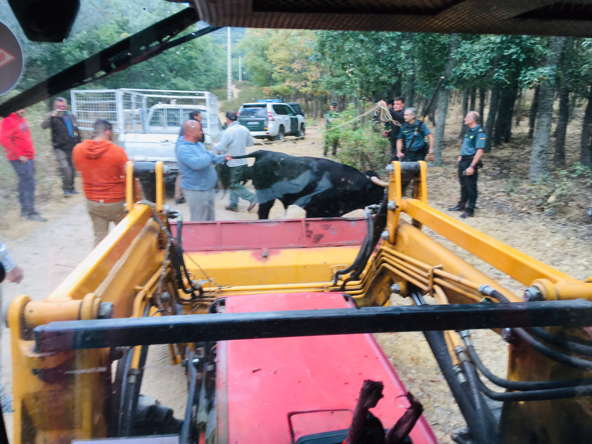 Vecinos y operarios municipales tratan de atar al toro escapado en los encierros de Valsaín