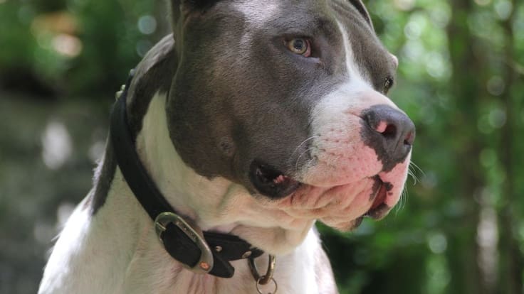 Perros potencialmente peligrosos (16/04/2021)