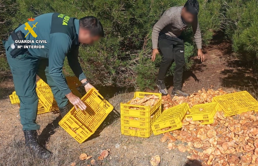 Hongos incautados por la Guardia Civil