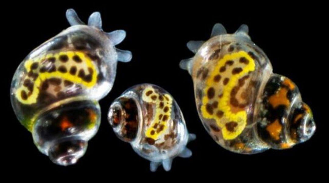 La nueva especie de caracol encontrada en los fondos de Lanzarote.