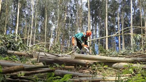 Explotación de madera.