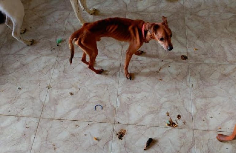 Los agentes encuentran a varios animales abandonados sin comida ni bebida en un domicilio