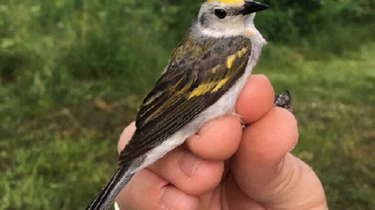 Daniel García, genente de BIOMascotas Peñafiel, repasa en la SER los criterios y cuidados a la hora de adquirir un pájaro como mascota.