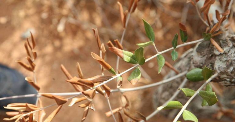 Olivar afectado por la Xylella Fastidiosa.