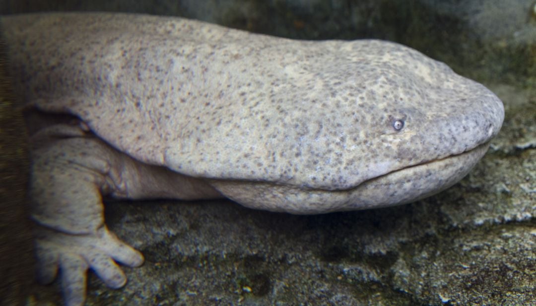 La salamandra china gigante tiene un nuevo rival.