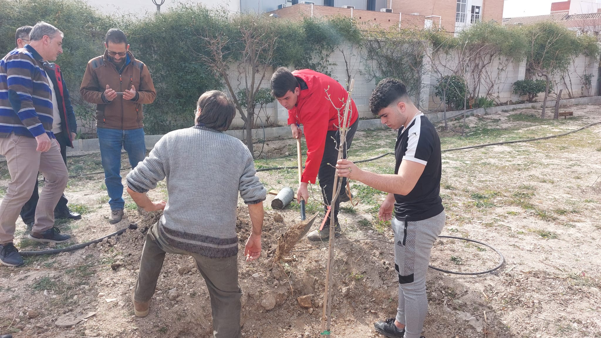 Otros alumnos y profesores plantan el Acerolo